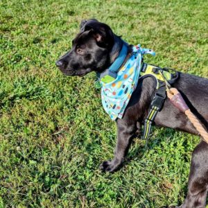 Black dog wearing bandana standing on grass